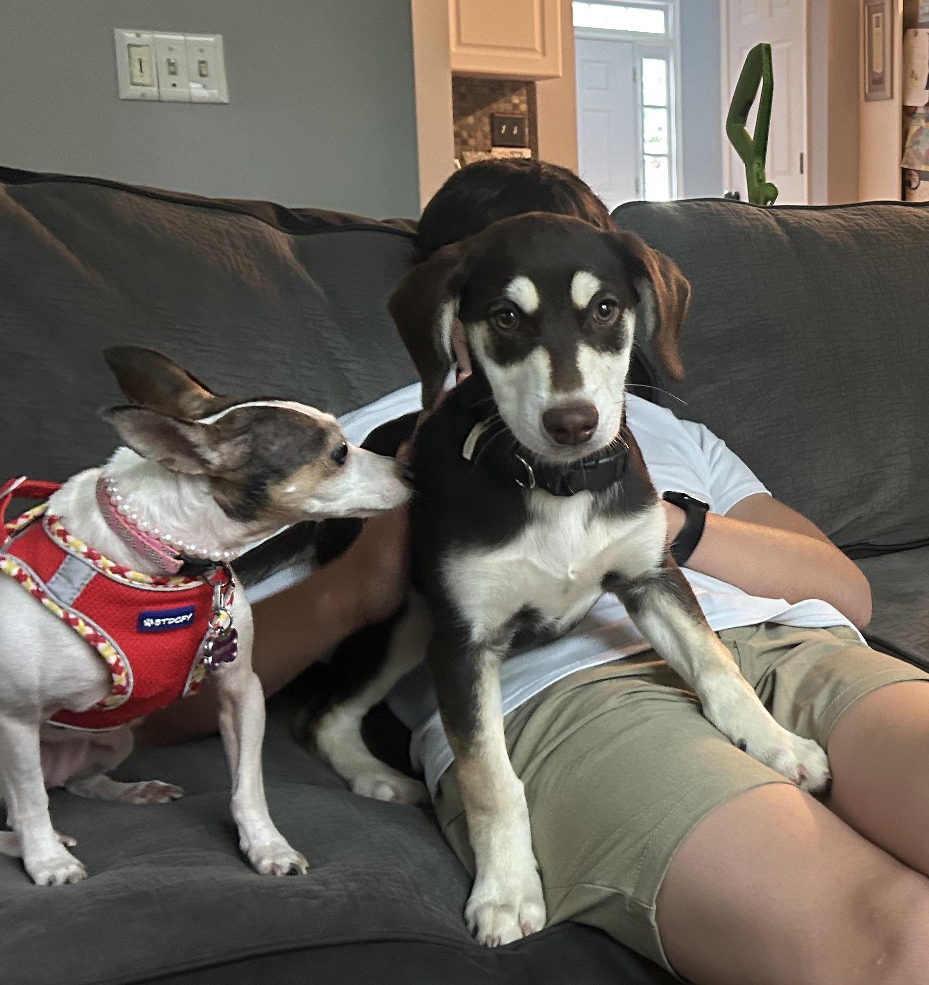 Moouse, a Adoptable mixed breed image 3/6