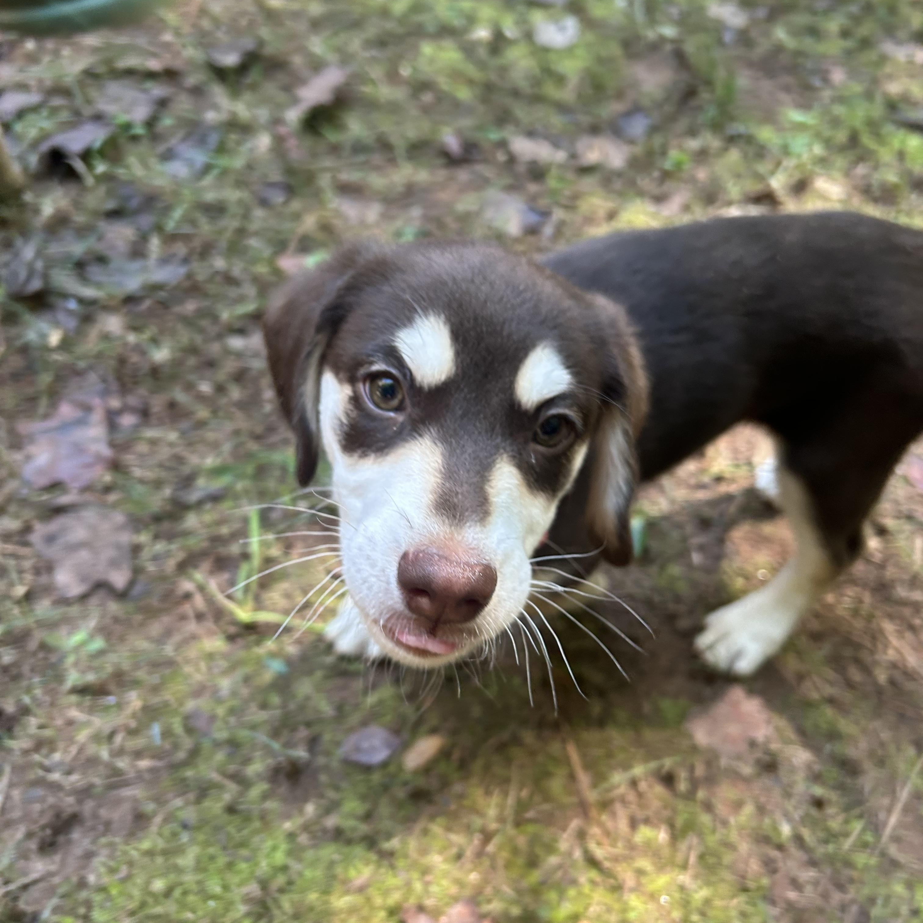 Moouse, a Adoptable mixed breed image 6/6