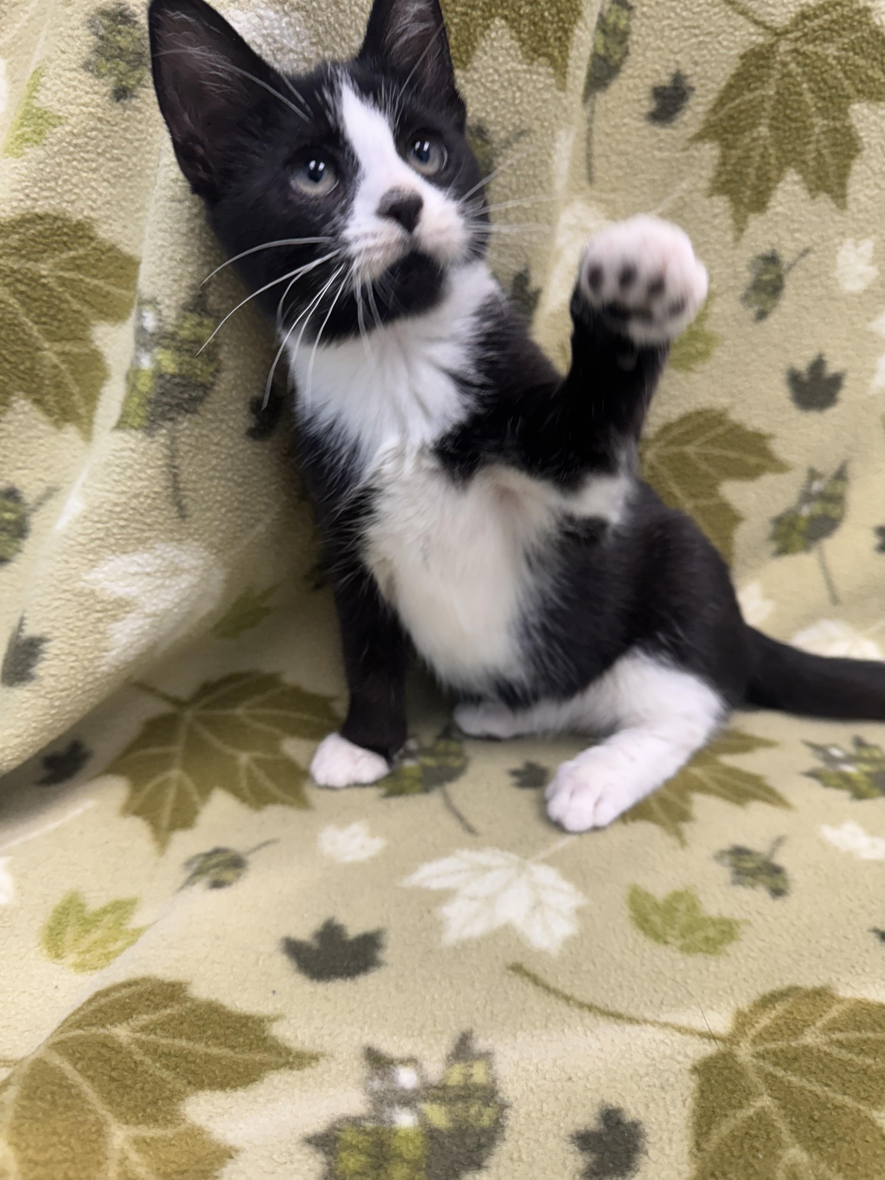 Dolce, a Adoptable Domestic Short Hair in Bear, DE image 2/3