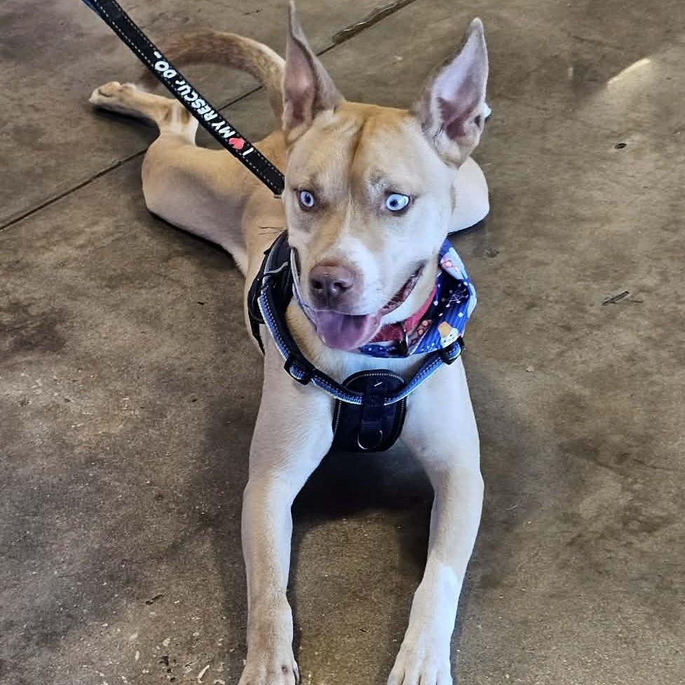 MOOSE - Needs a Foster or Adopter, Adoptable, Young Male Husky.