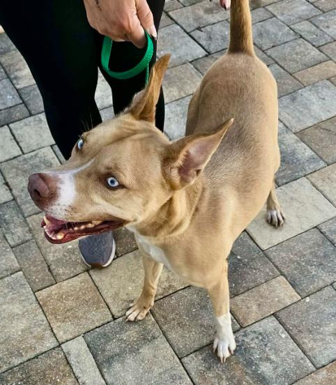 Enlarge MOOSE - Needs a Foster or Adopter, a Adoptable mixed breed in Largo, FL image 4/5