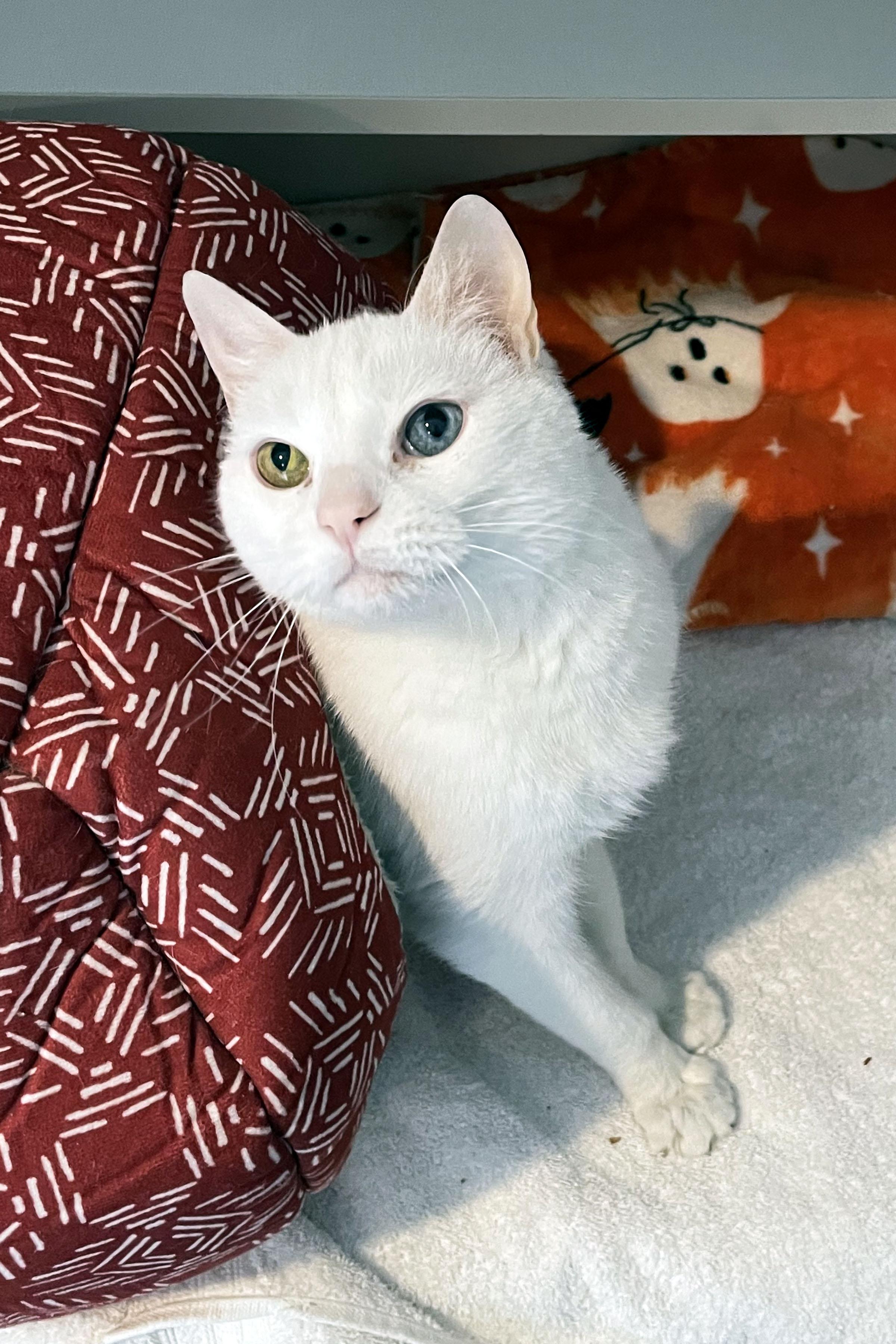 Enlarge Uther, a ADOPTABLE Domestic Short Hair in Lincoln, NE image 1/3