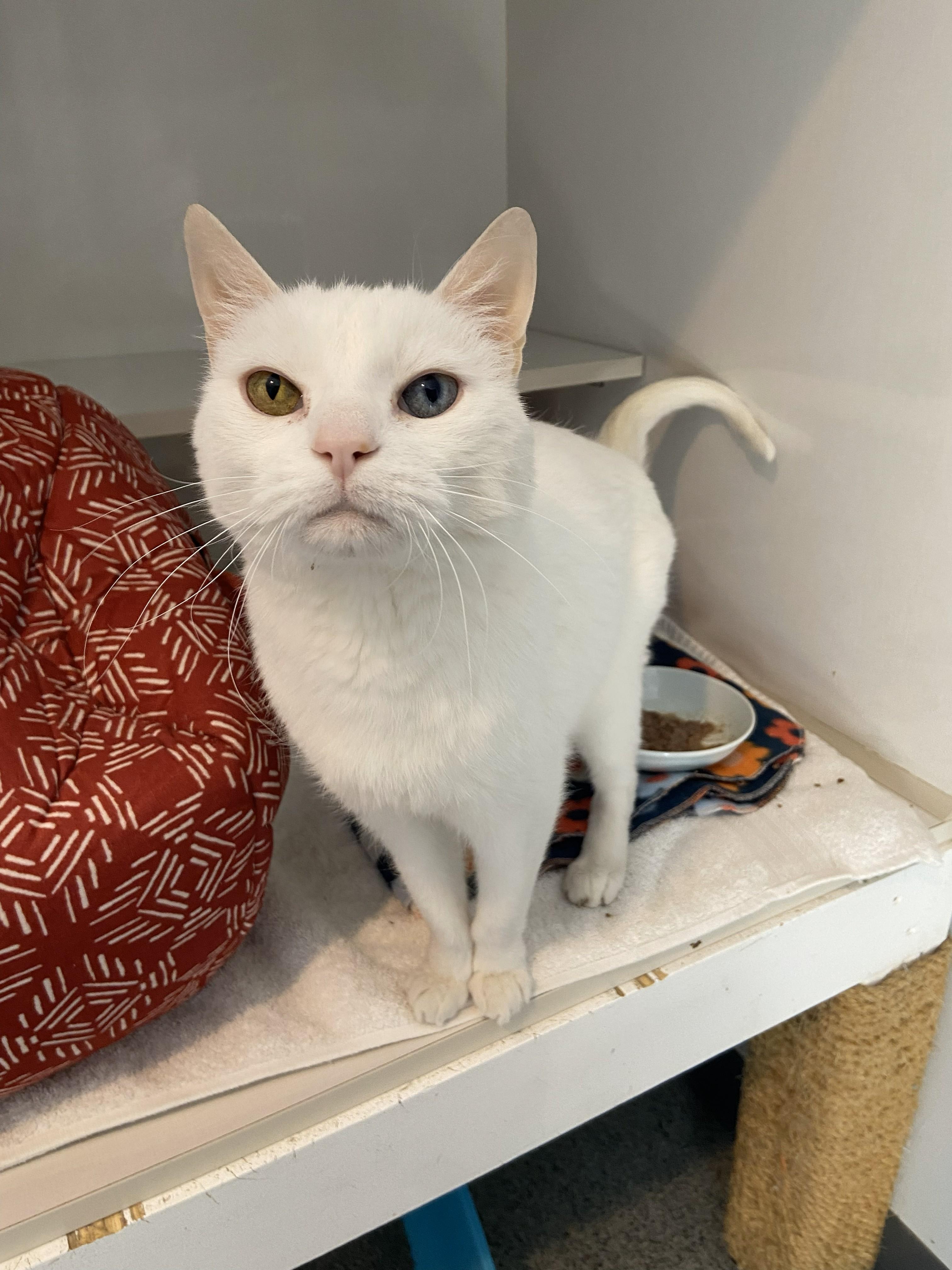 Enlarge Uther, a ADOPTABLE Domestic Short Hair in Lincoln, NE image 1/1