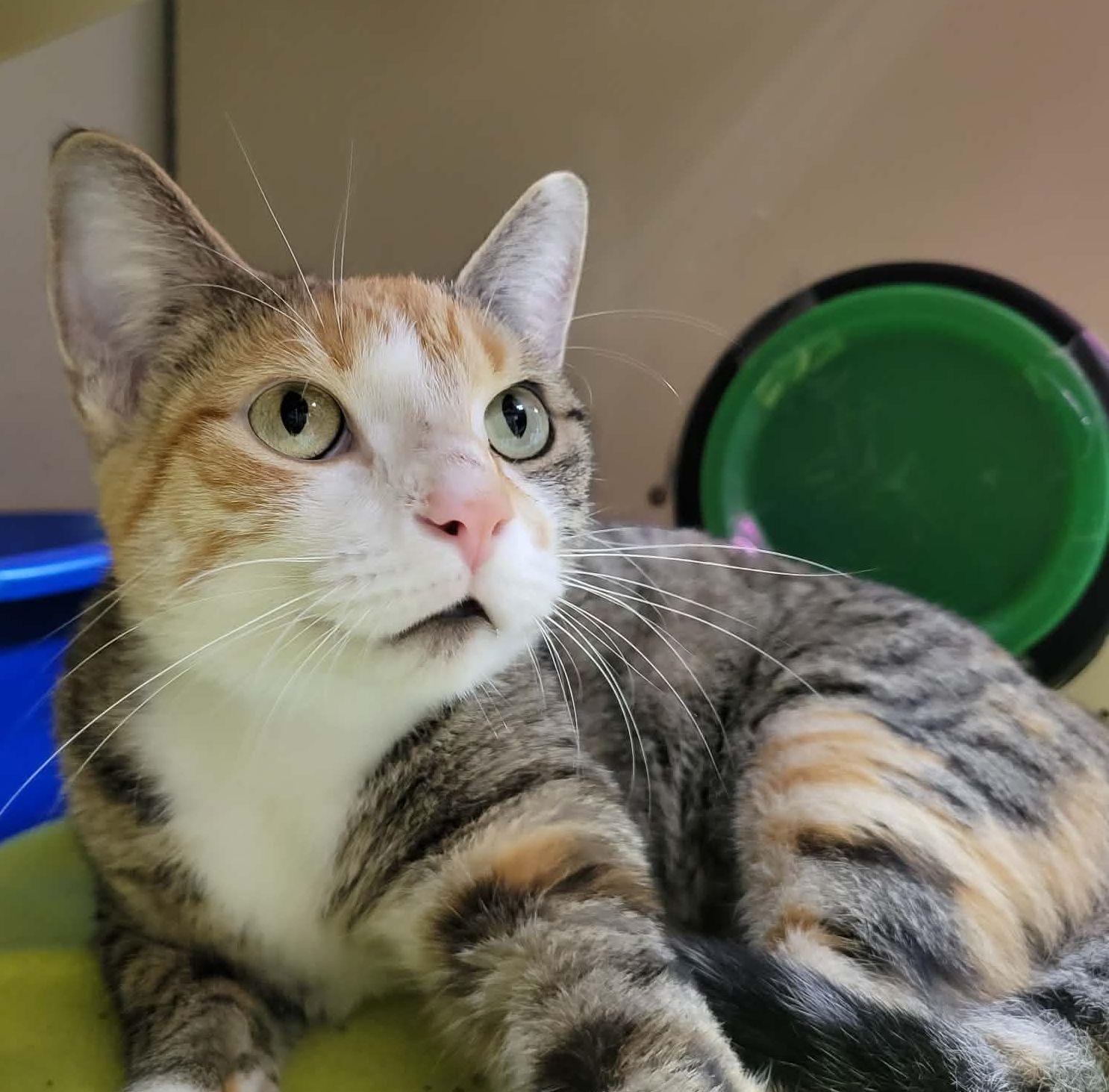 Seneca, ADOPTABLE, Young Female Torbie.