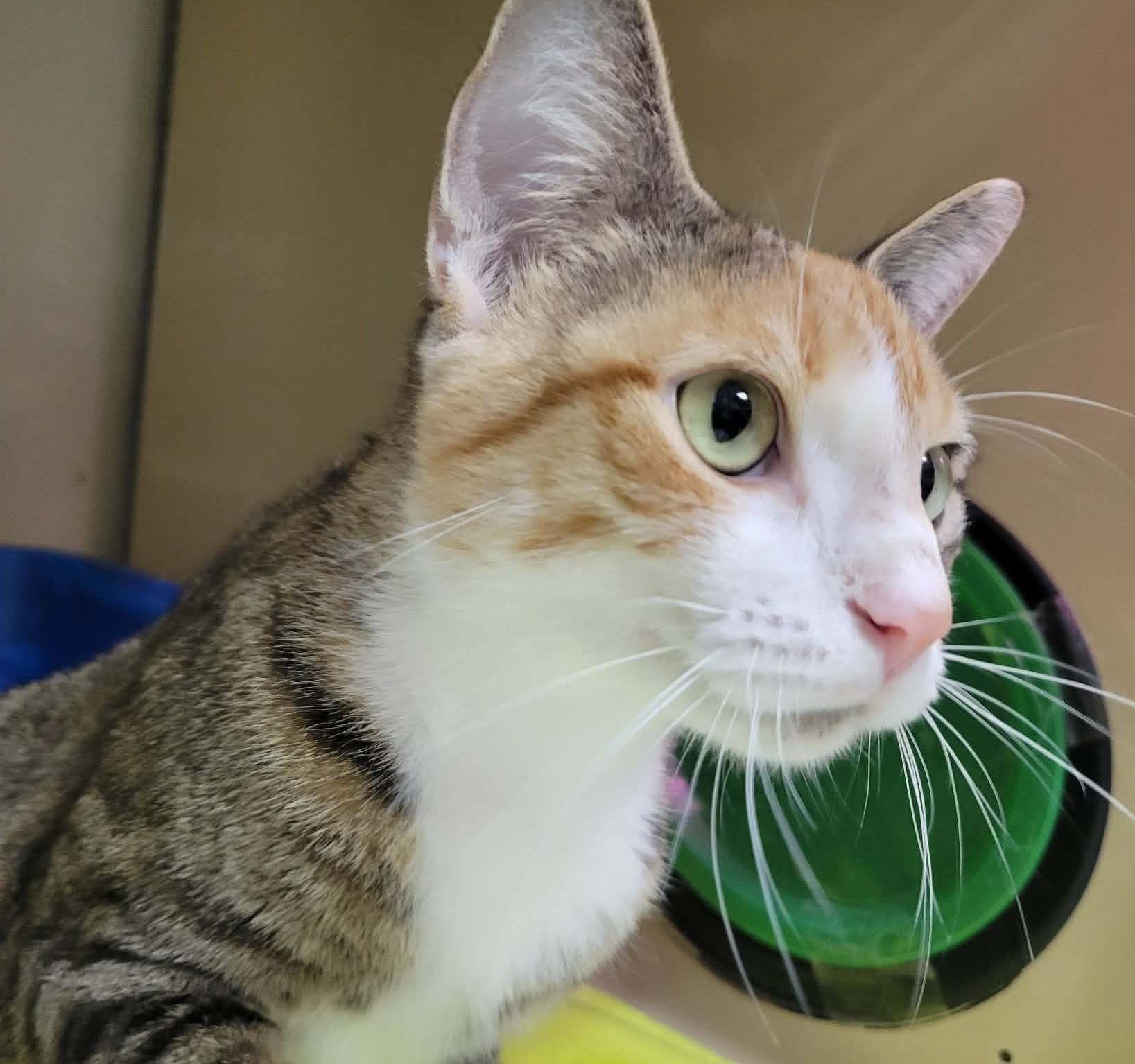 Enlarge Seneca, a ADOPTABLE mixed breed in Portage, WI image 2/2