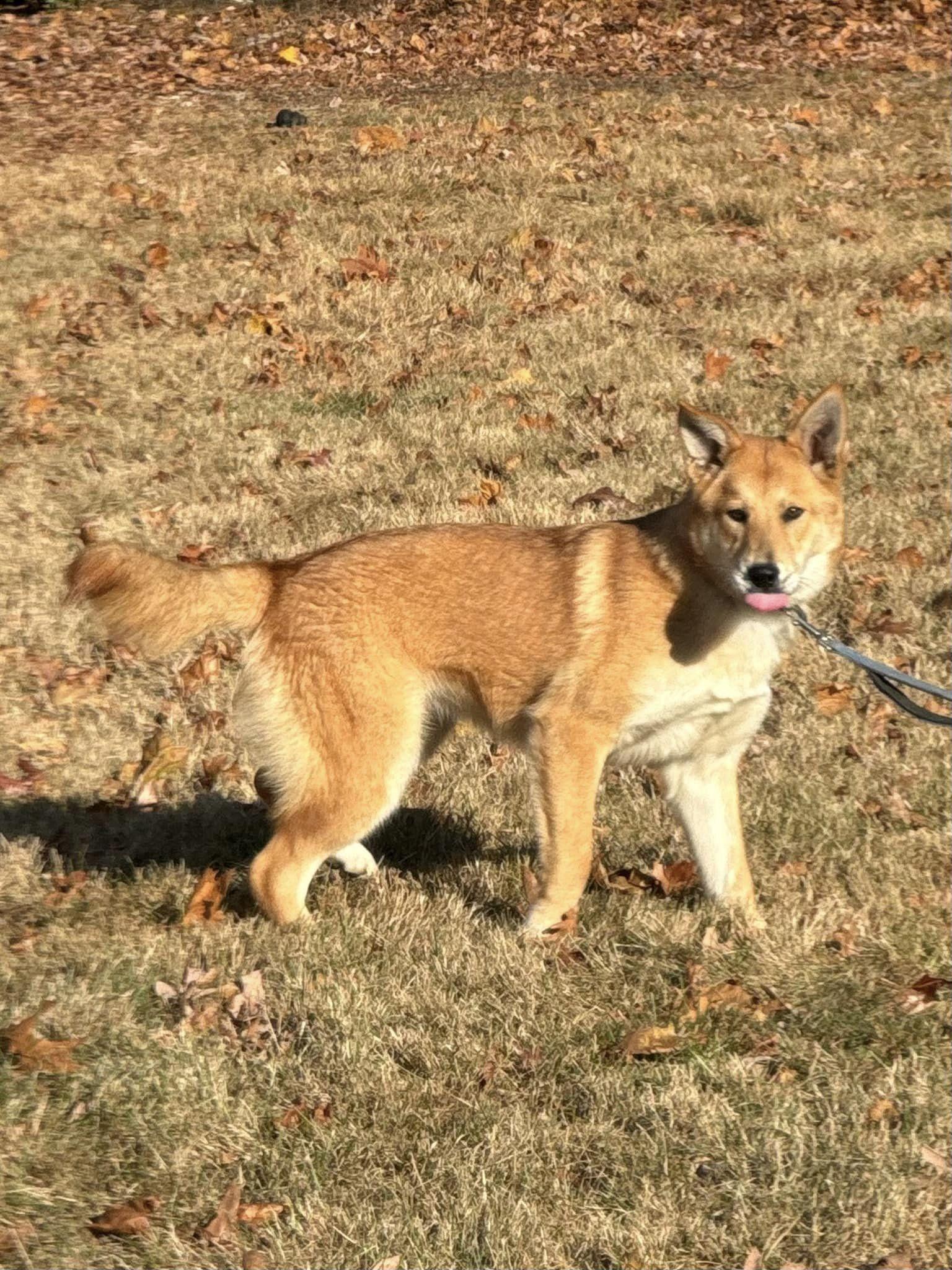 Enlarge Alany, a Adopted mixed breed in Old Westbury, NY image 1/6