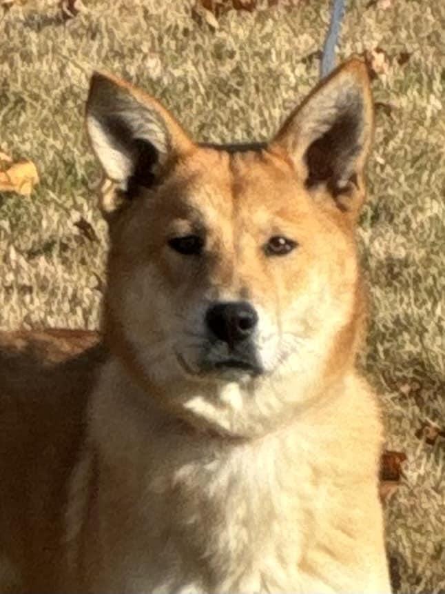 Enlarge Alany, a Adopted mixed breed in Old Westbury, NY image 2/6