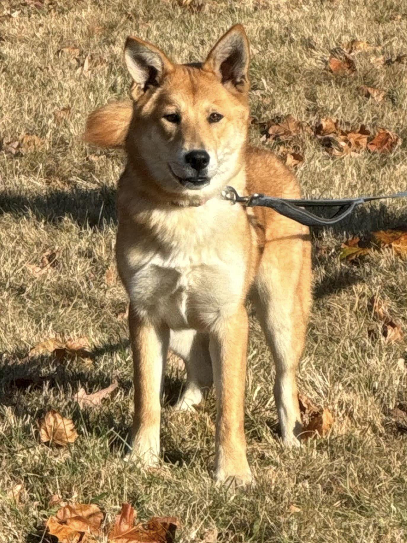 Enlarge Alany, a Adopted mixed breed in Old Westbury, NY image 3/6
