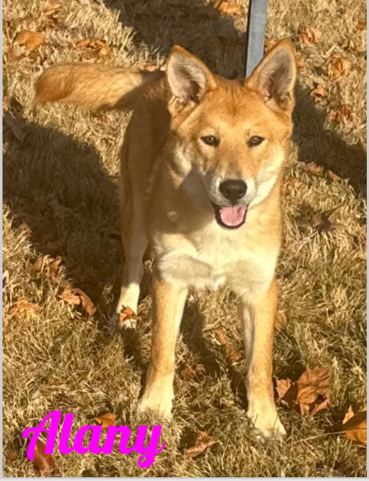 Enlarge Alany, a Adopted mixed breed in Old Westbury, NY image 4/6