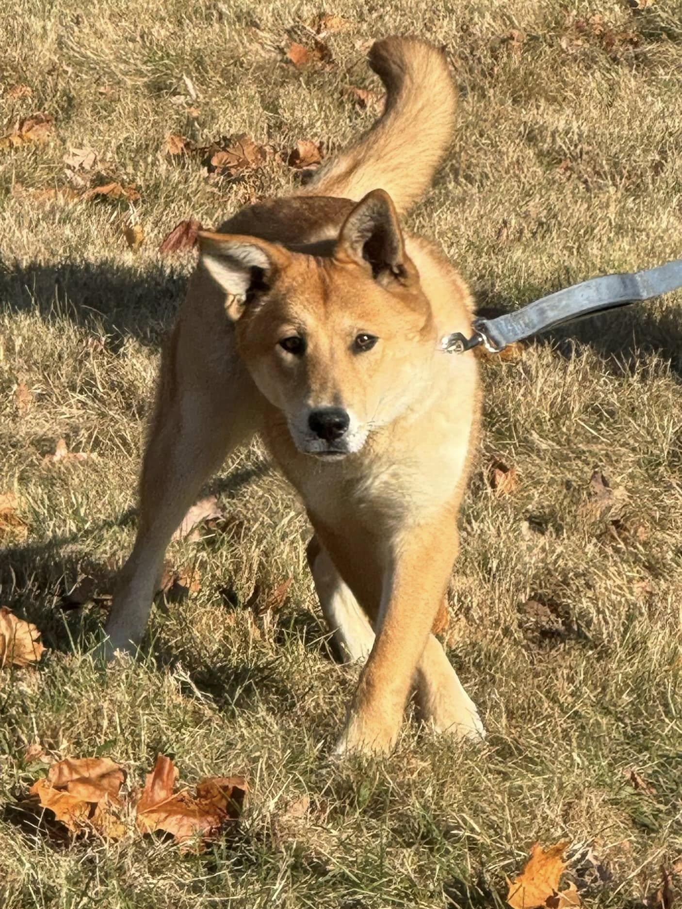 Enlarge Alany, a Adopted mixed breed in Old Westbury, NY image 5/6