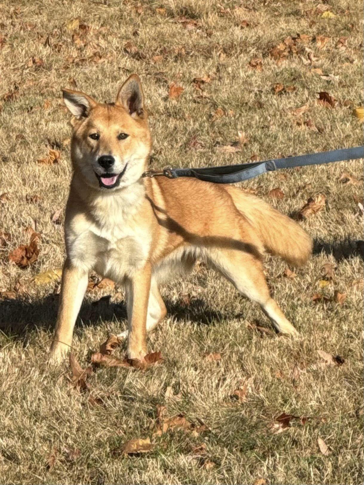 Enlarge Alany, a Adopted mixed breed in Old Westbury, NY image 6/6
