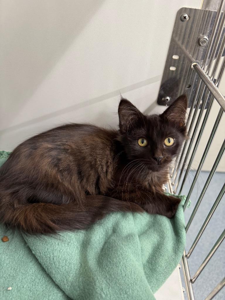 Toothless, Adopted, Young Male Domestic Short Hair.