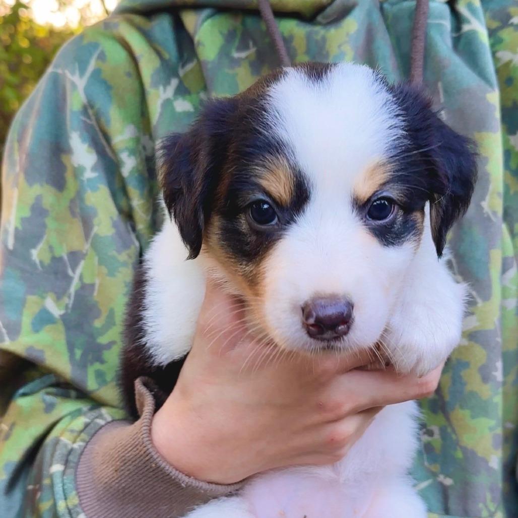 Enlarge CT Mist avail Oct 24 (Scarecrow Festival- Somers, CT), a Adoptable Australian Shepherd in Stormville, NY image 2/5