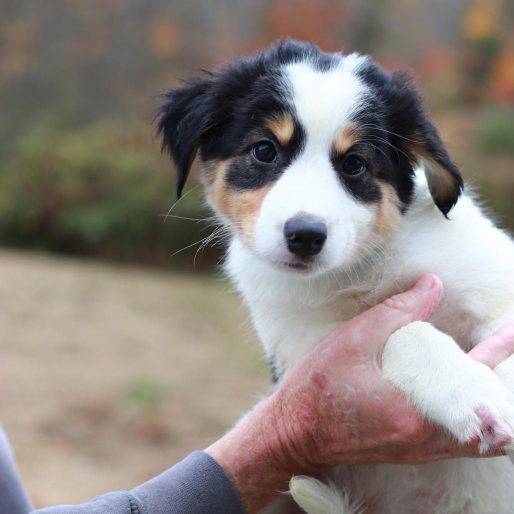 Enlarge CT Mist avail Oct 24 (Scarecrow Festival- Somers, CT), a Adoptable Australian Shepherd in Stormville, NY image 3/5
