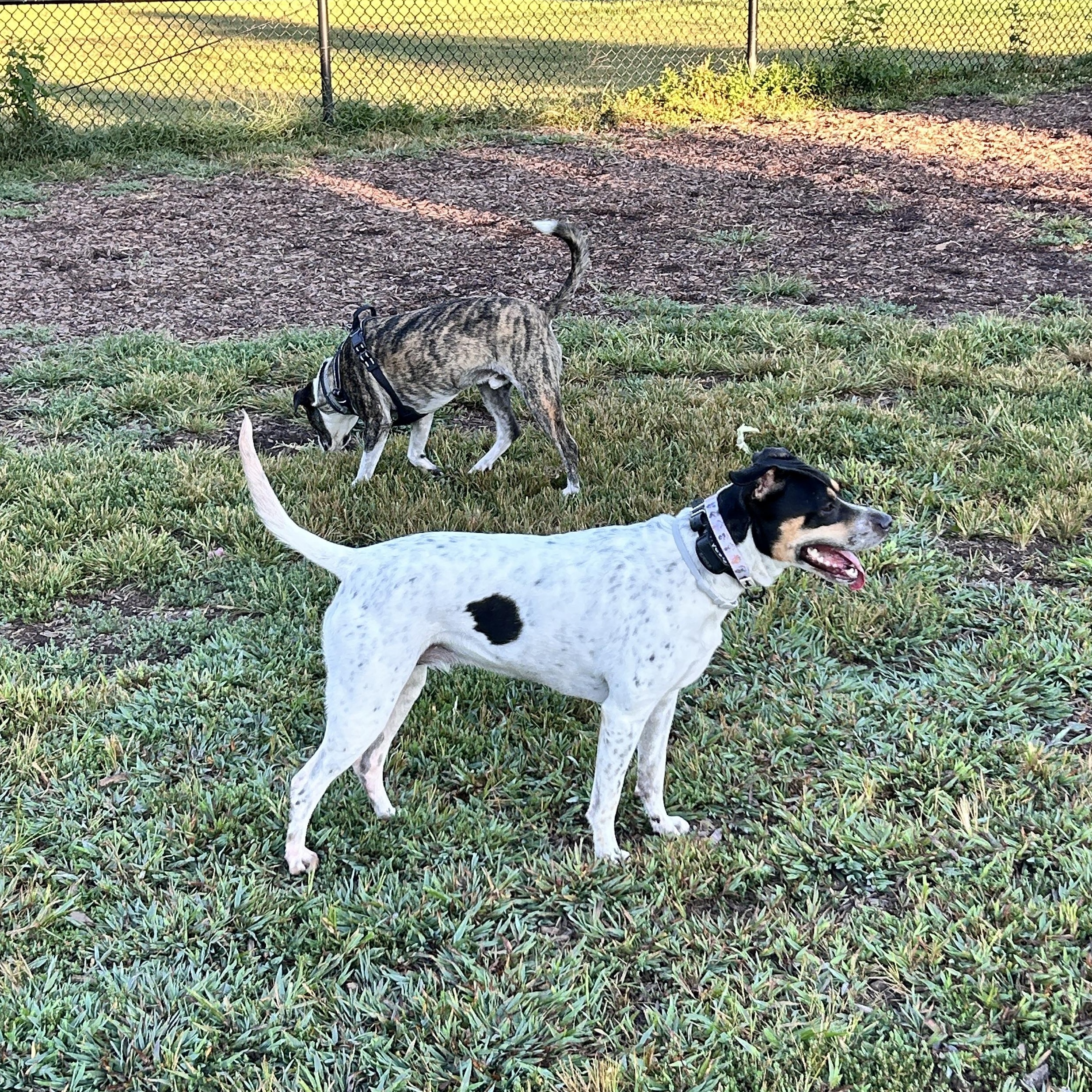 Sandie -- Courtesy Post