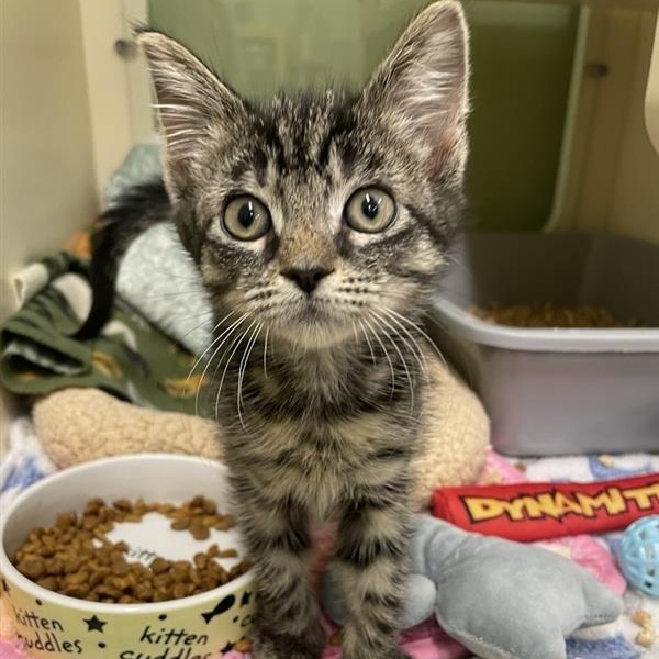 Cider, Adopted, Kitten Female Domestic Short Hair.