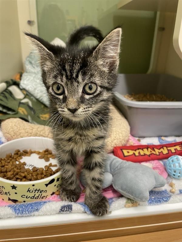 Enlarge Cider, a Adopted Domestic Short Hair in Prince Frederick, MD image 2/5
