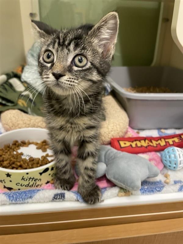 Enlarge Cider, a Adopted Domestic Short Hair in Prince Frederick, MD image 3/5
