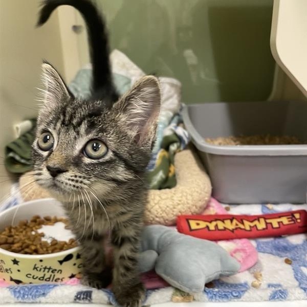 Enlarge Cider, a Adopted Domestic Short Hair in Prince Frederick, MD image 5/5