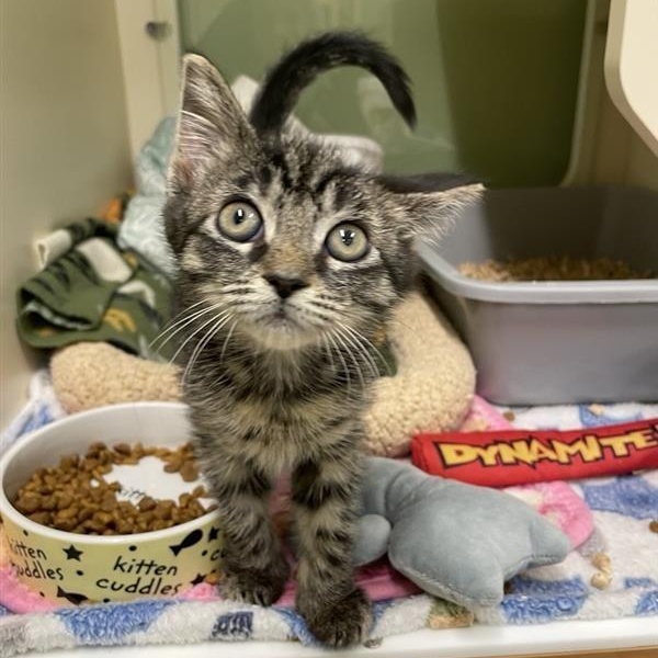 Enlarge Cider, a Adopted Domestic Short Hair in Prince Frederick, MD image 4/5