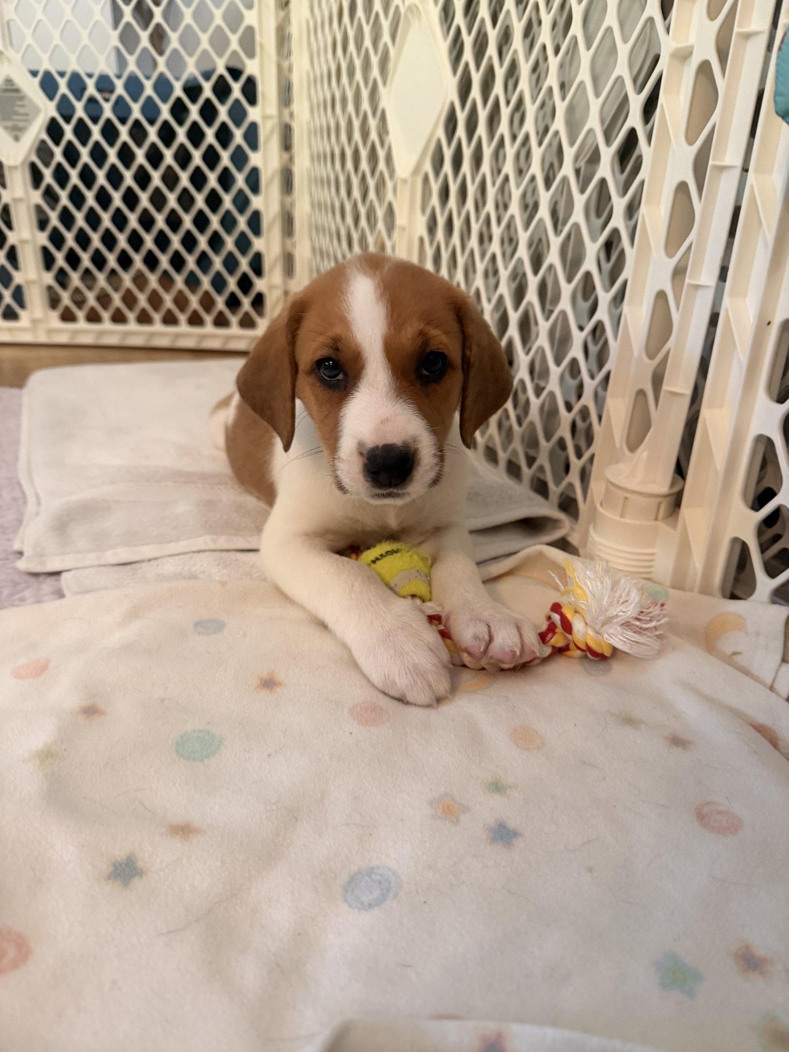 Glinda - Halloween Litter photo