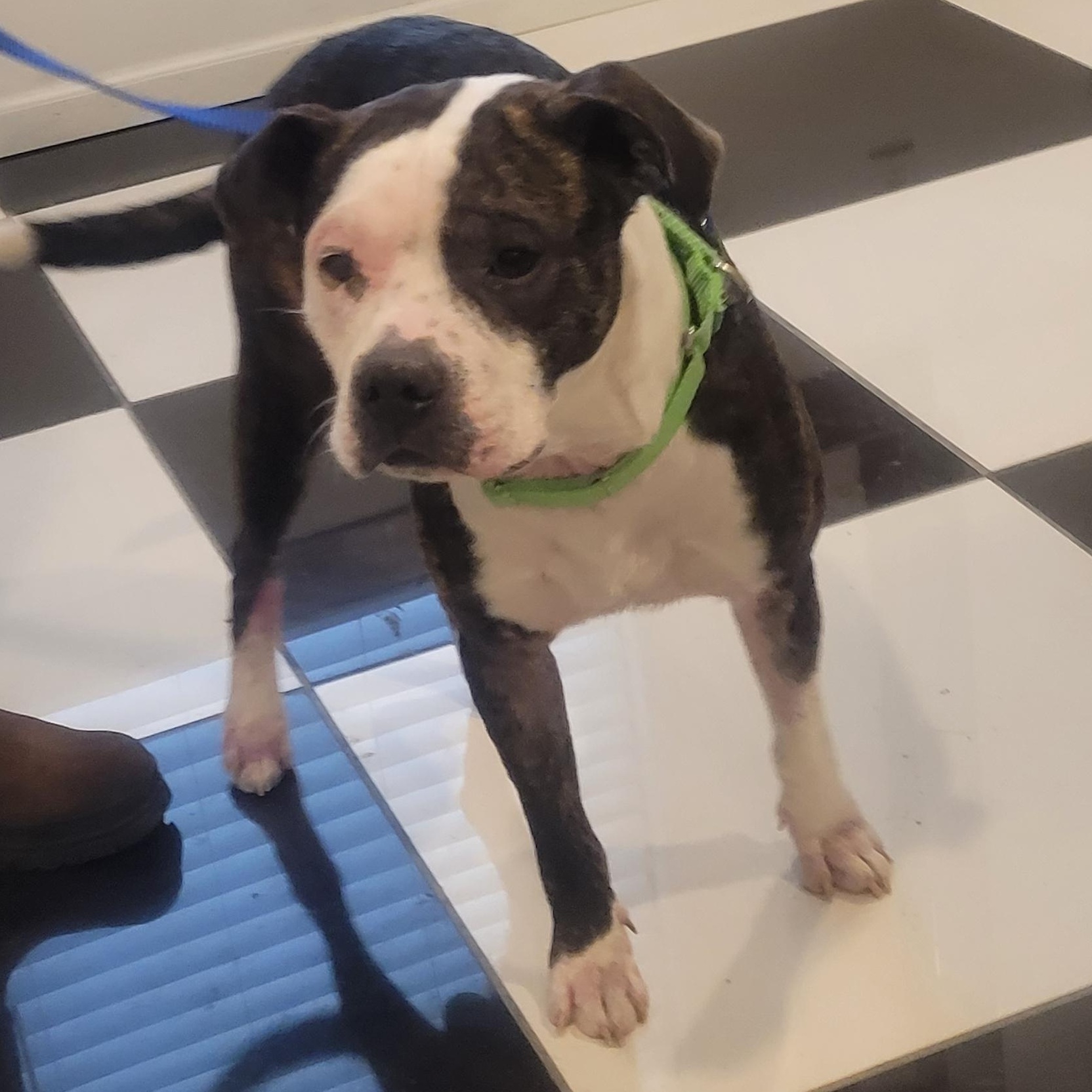 Puma, ADOPTABLE, Adult Male Pit Bull Terrier & Mixed Breed.