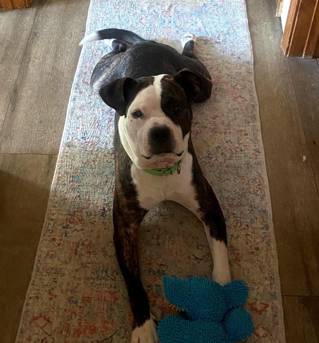 Enlarge Puma, a ADOPTABLE mixed breed in Blue Springs, MO image 3/3