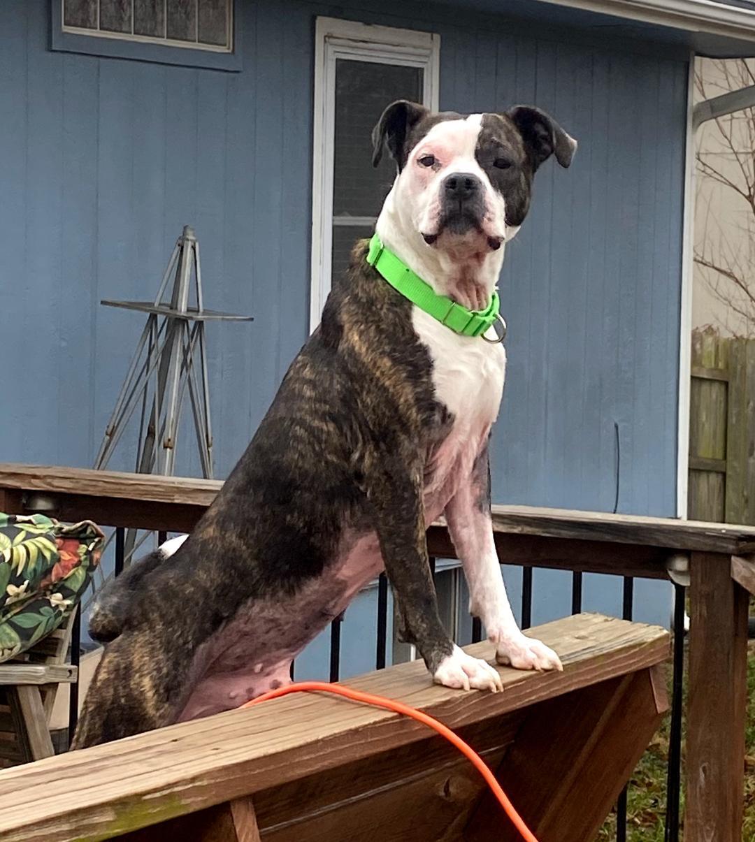 Enlarge Puma, a ADOPTABLE mixed breed in Blue Springs, MO image 2/3