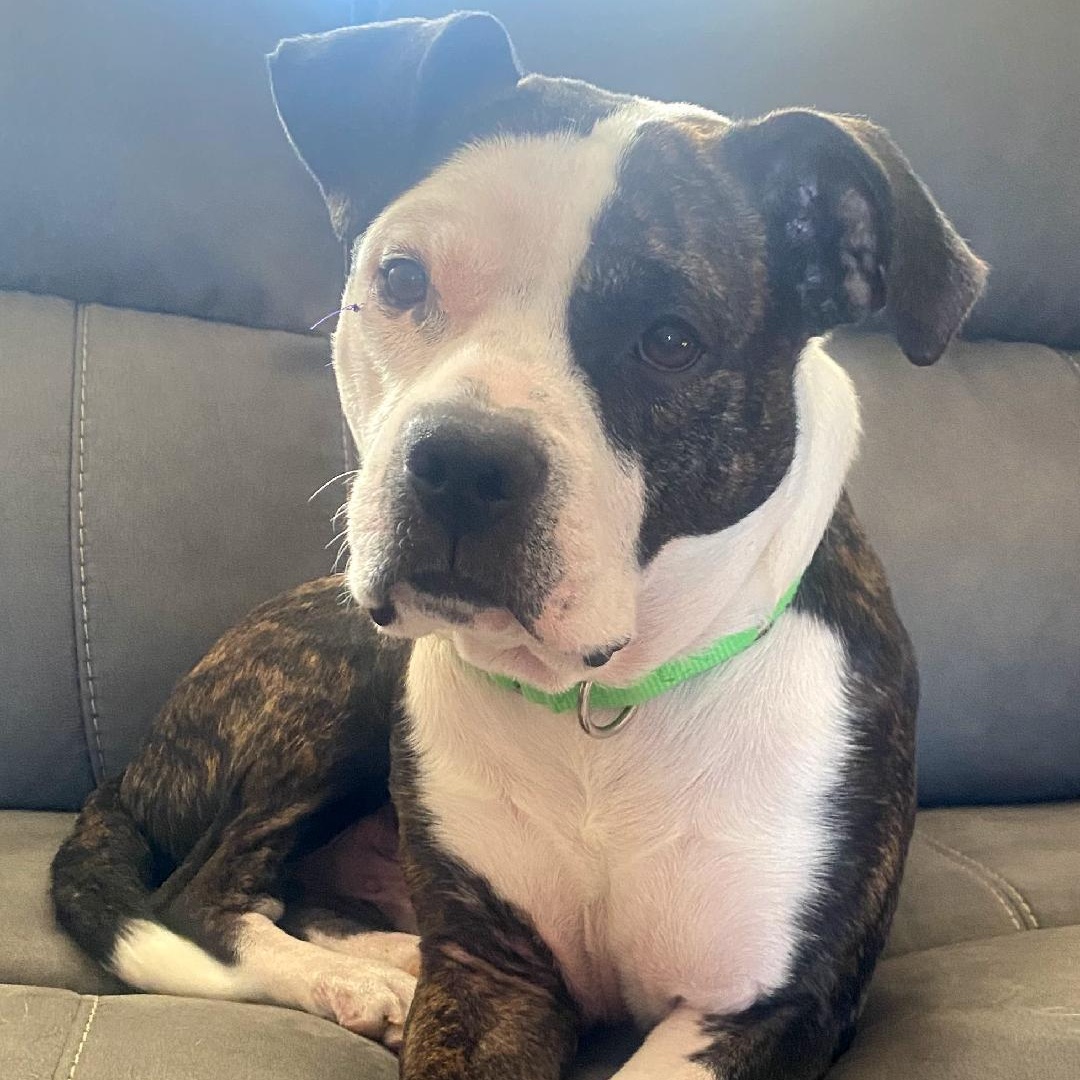 Puma, ADOPTABLE, Adult Male Pit Bull Terrier & Mixed Breed.