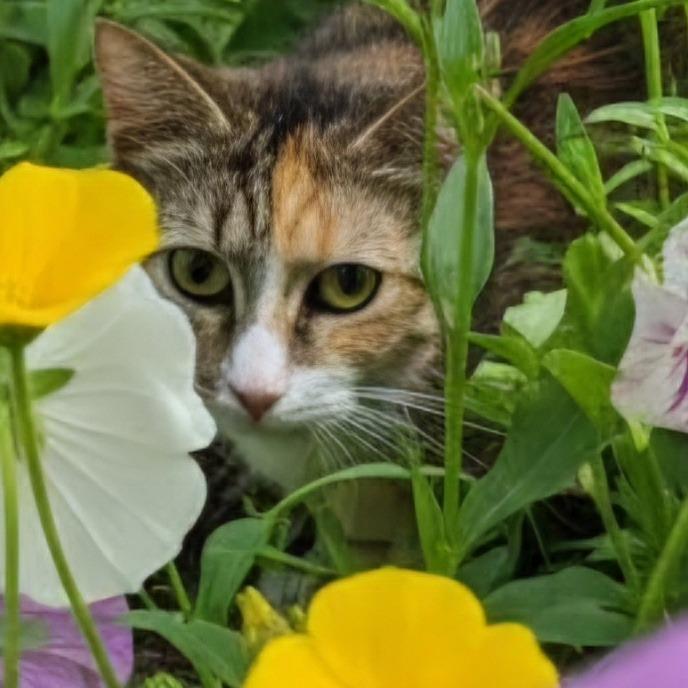 Fiesta 26-0197, Adoptable, Young Female Domestic Short Hair.
