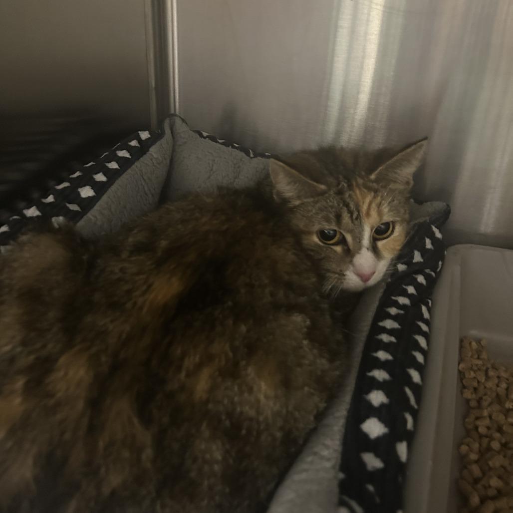 Fiesta 26-0197, a Adoptable Domestic Short Hair in Yanceyville, NC image 3/3