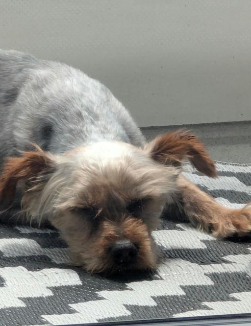 Enlarge Lucky, an adoptable Yorkshire Terrier in Los Angeles, CA image 3/6