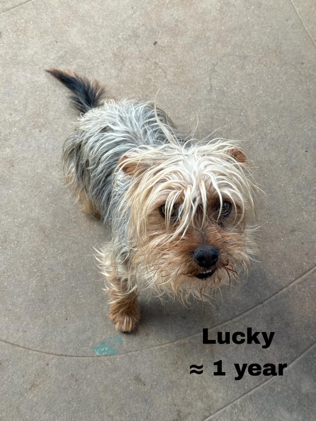 Enlarge Lucky, an adoptable Yorkshire Terrier in Los Angeles, CA image 1/6