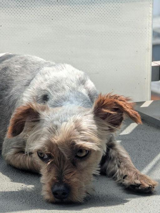 Enlarge Lucky, an adoptable Yorkshire Terrier in Los Angeles, CA image 4/6
