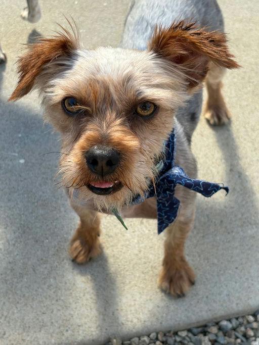 Lucky, an adoptable Yorkshire Terrier in Los Angeles, CA image 1/6