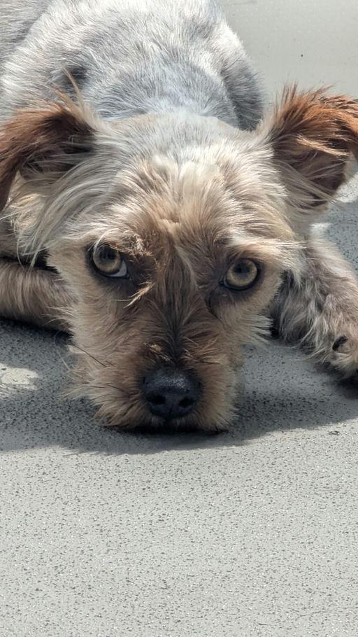 Enlarge Lucky, an adoptable Yorkshire Terrier in Los Angeles, CA image 6/6
