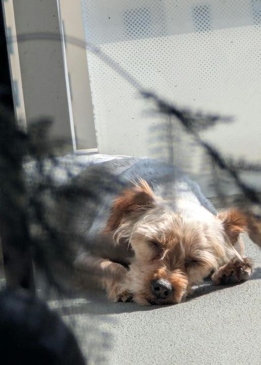 Enlarge Lucky, an adoptable Yorkshire Terrier in Los Angeles, CA image 5/6