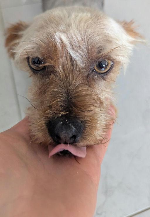 Enlarge Lucky, an adoptable Yorkshire Terrier in Los Angeles, CA image 2/6