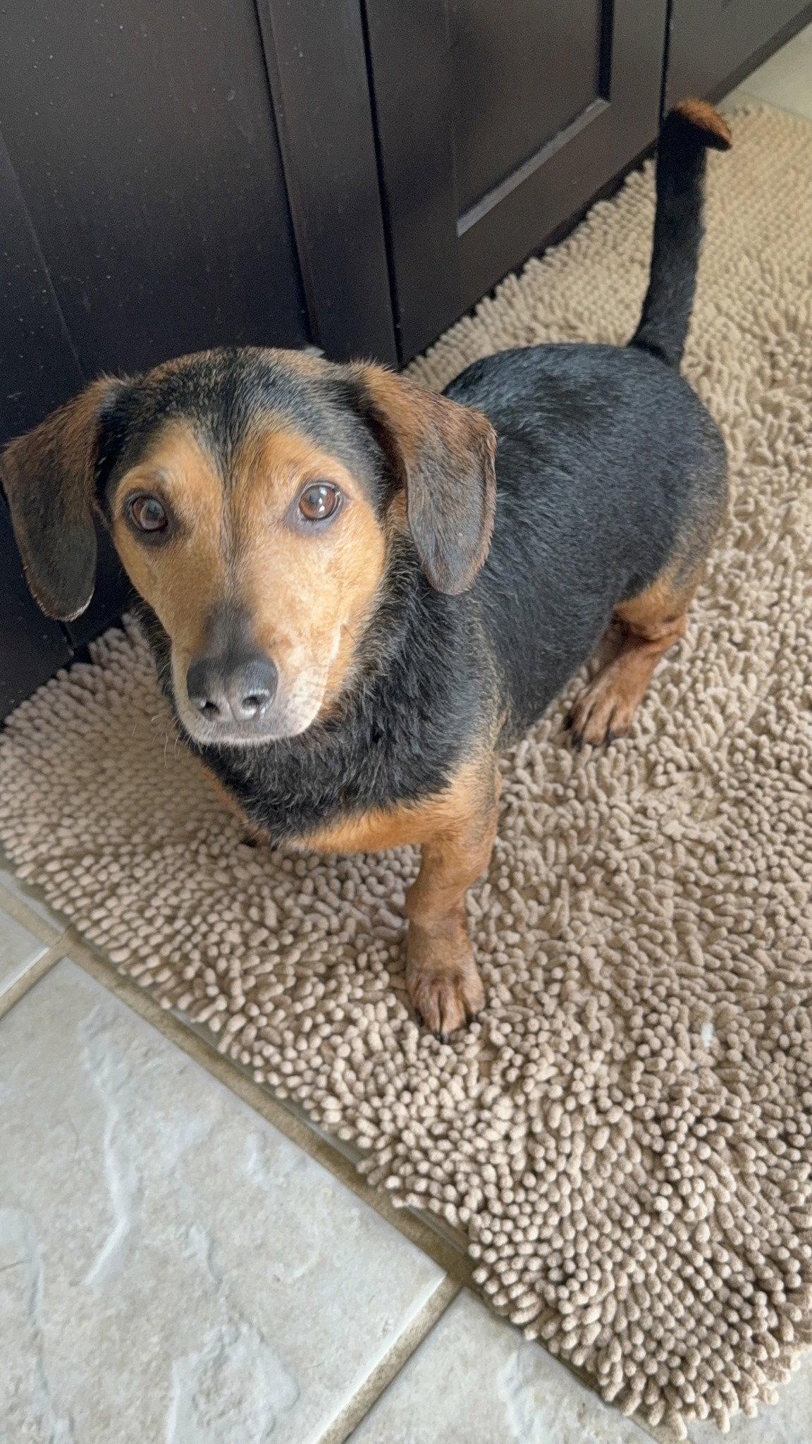 Enlarge Harley, a Adoptable Mixed Breed in Shelburne, VT image 1/3