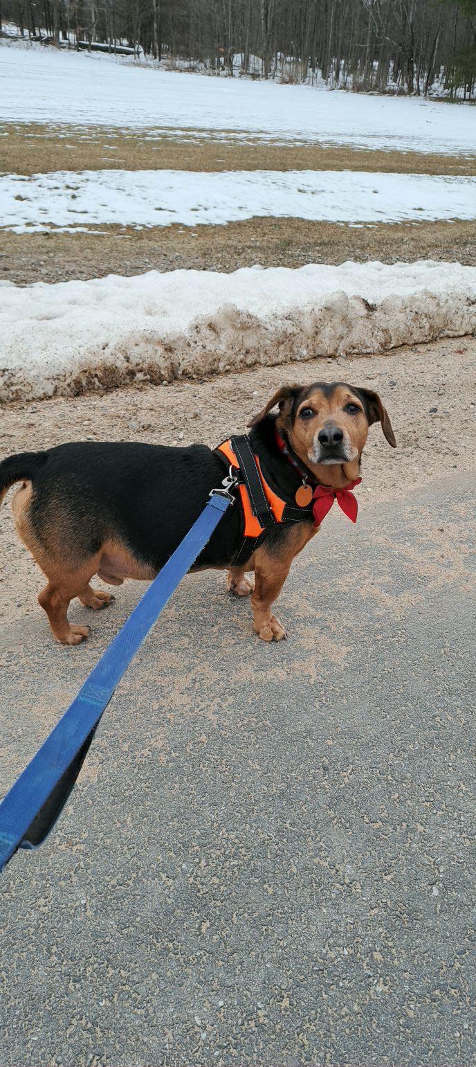 Harley, Adoptable, Young Male Mixed Breed.
