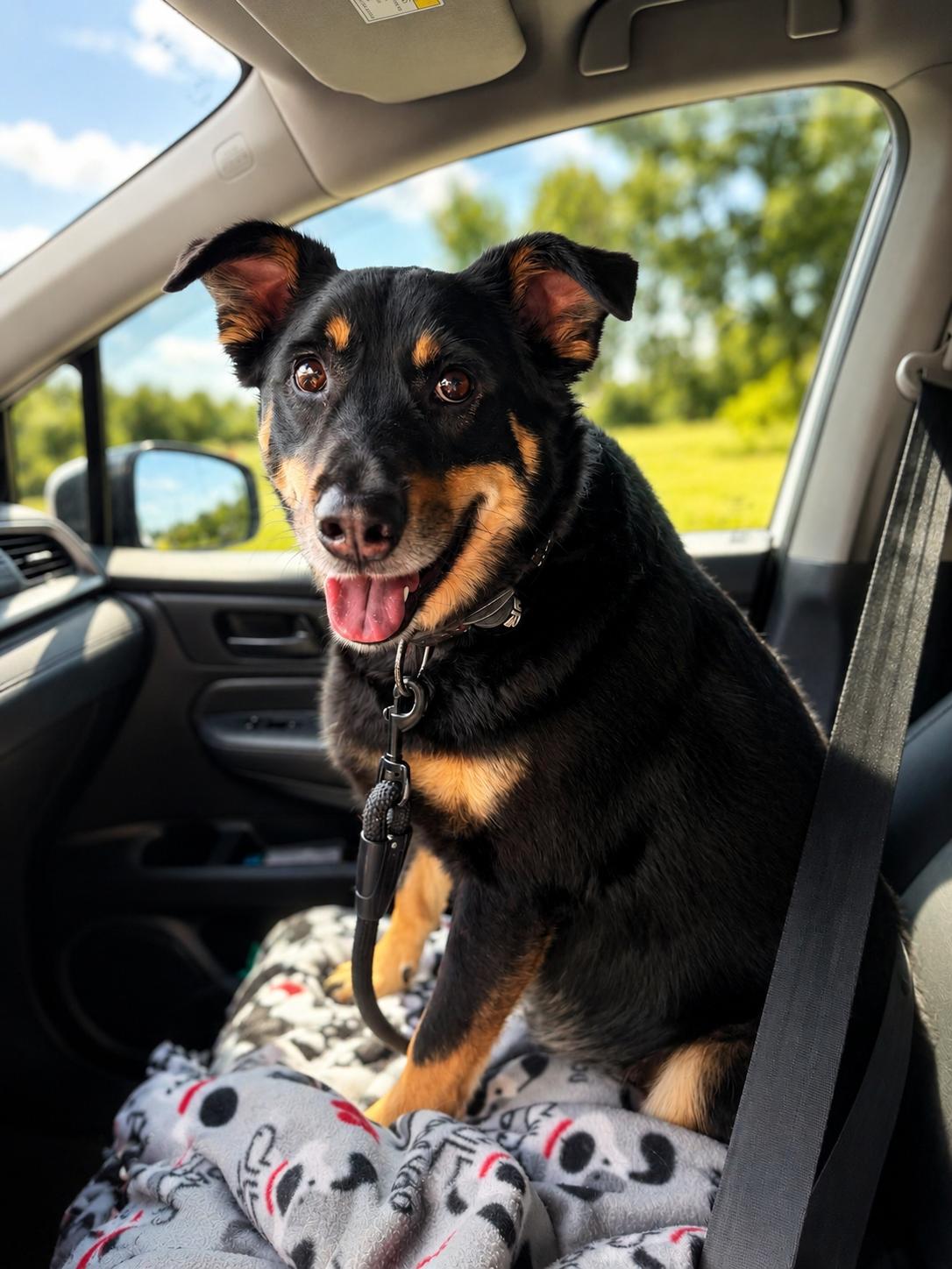 Max, adoptable, Adult Male Australian Kelpie & Shepherd.