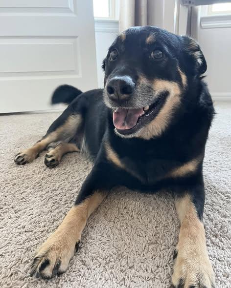 Enlarge Max, a ADOPTABLE mixed breed in Irving, TX image 3/3