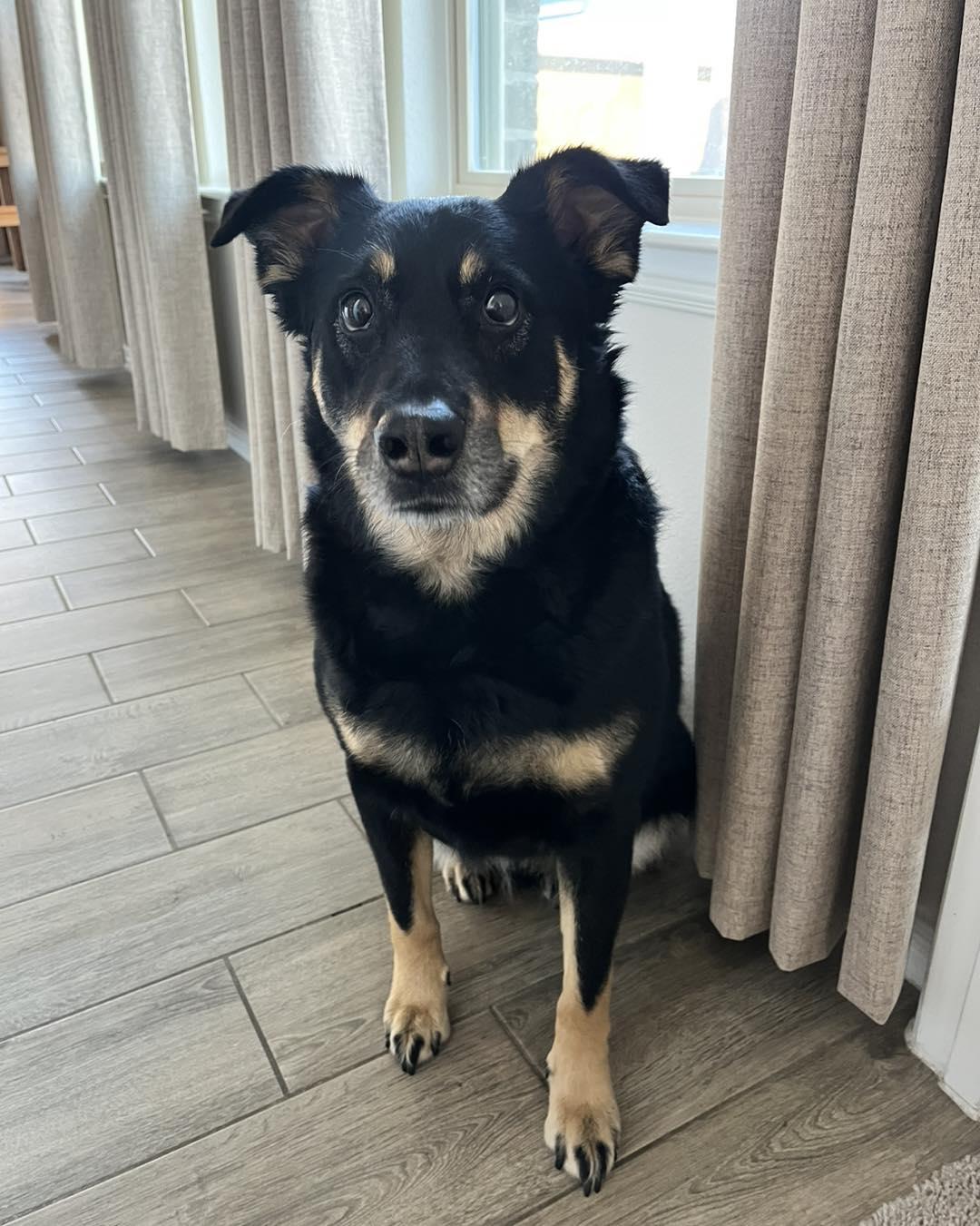 Enlarge Max, a ADOPTABLE mixed breed in Irving, TX image 2/3