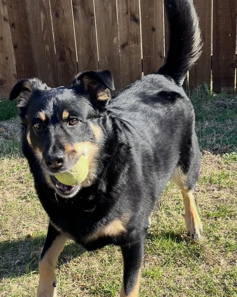 Enlarge Max, a ADOPTABLE mixed breed in Irving, TX image 1/3