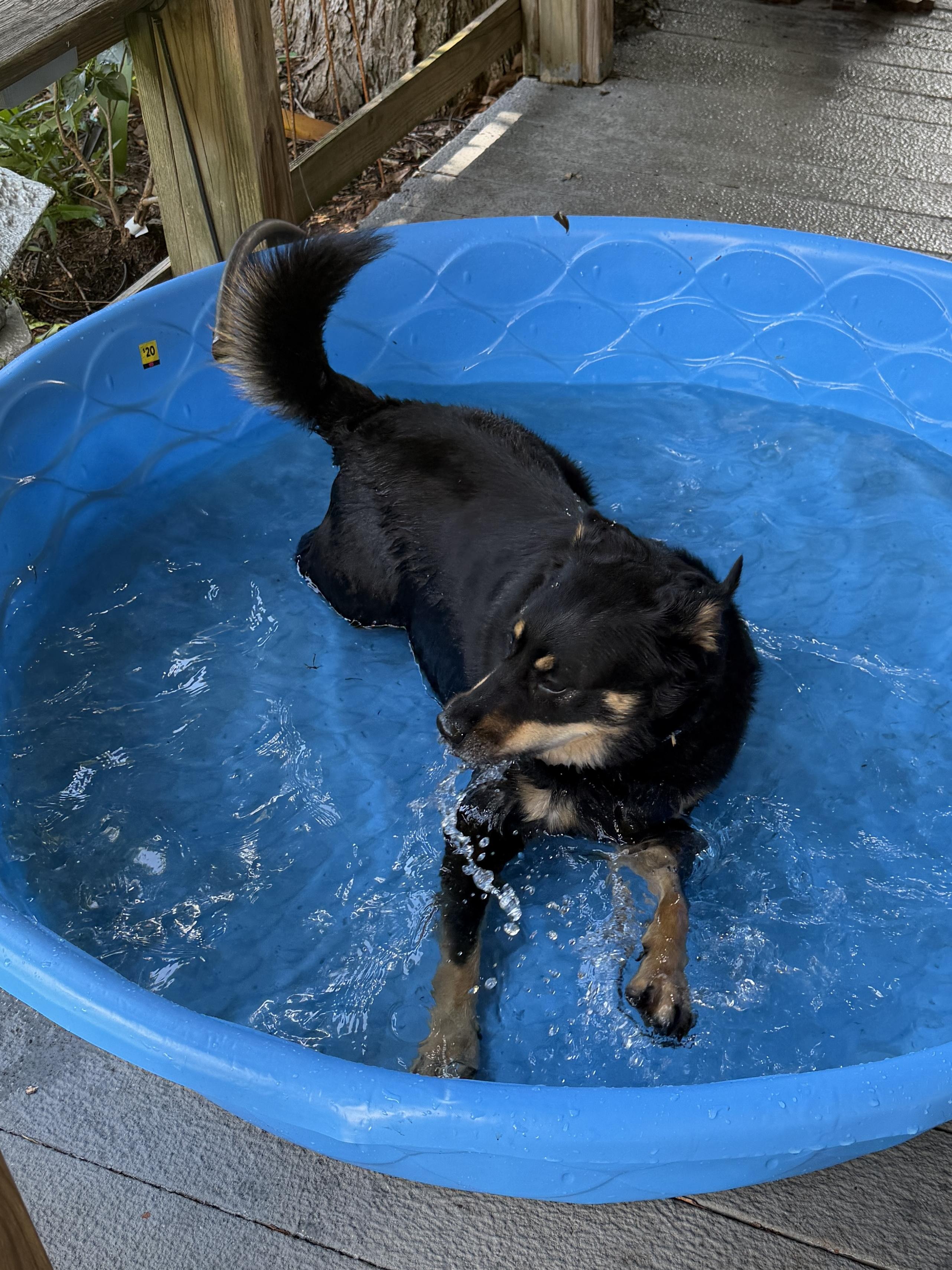 Enlarge Max, an adoptable mixed breed in Irving, TX image 4/5
