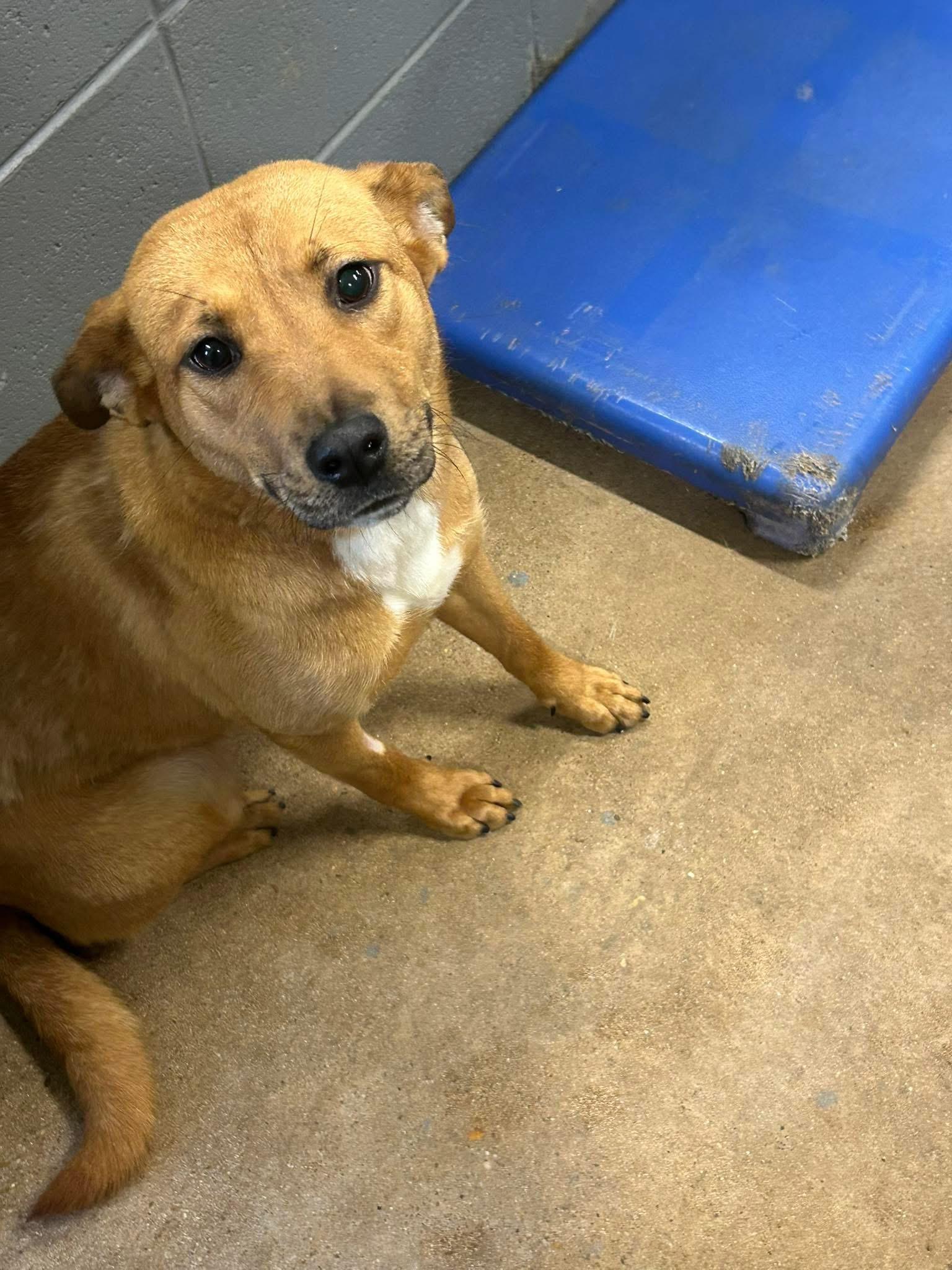 Wilma, a ADOPTABLE mixed breed in South Amboy, NJ image 1/2