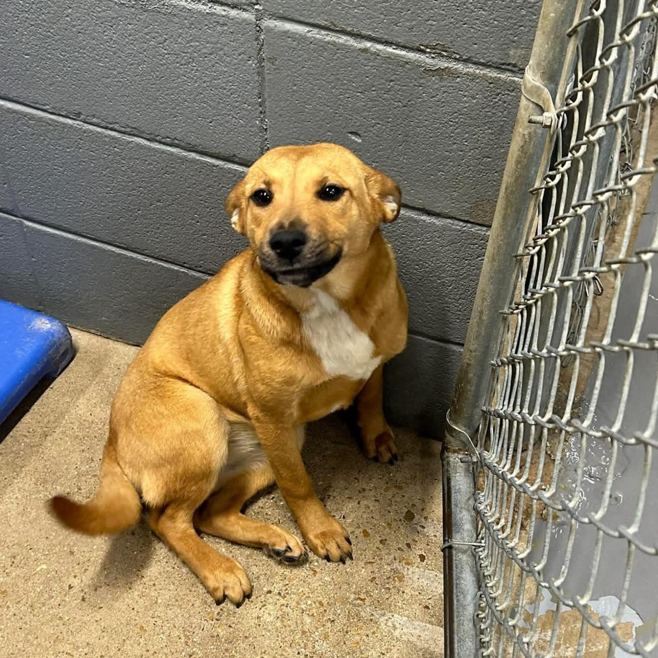 Wilma, a ADOPTABLE mixed breed in South Amboy, NJ image 2/2
