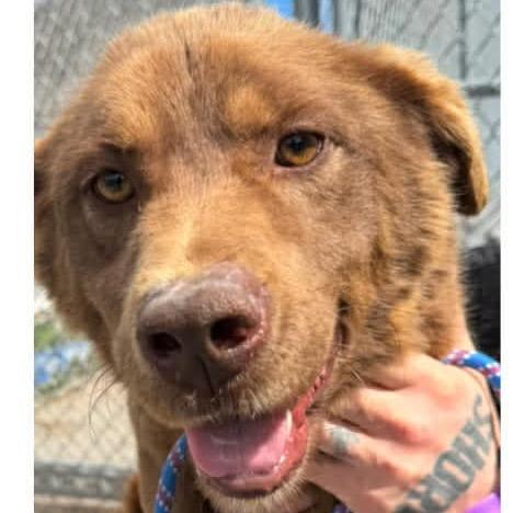 Enlarge Dorian, a ADOPTABLE mixed breed in Baxter, KY image 1/1