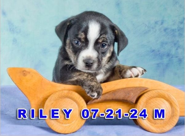 Riley, a Adoptable mixed breed in Tucson, AZ image 2/2