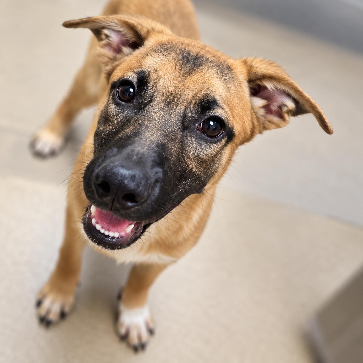 Rover, Adoptable, Puppy Male Belgian Shepherd / Malinois.